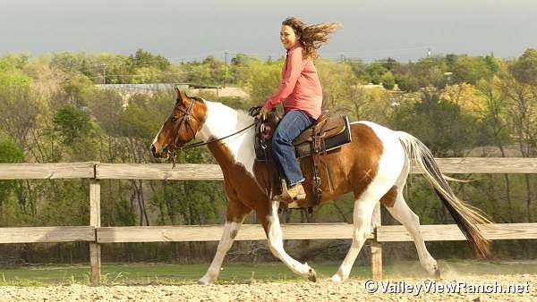 ridden-english-paint-horse