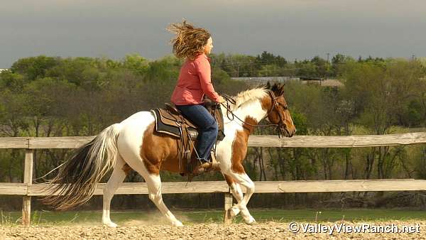 trail-class-competition-paint-horse