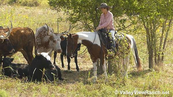 western-dressage-paint-horse