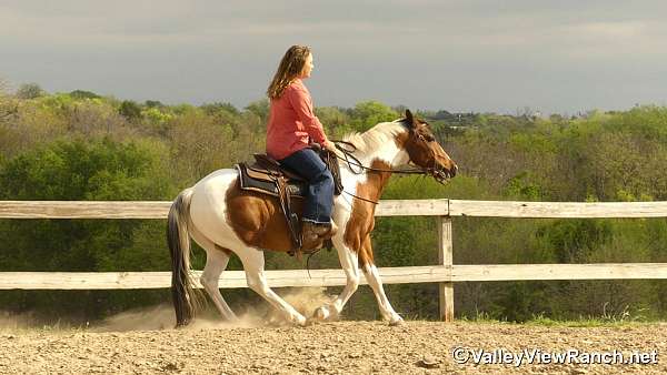 tobiano-jumper-horse
