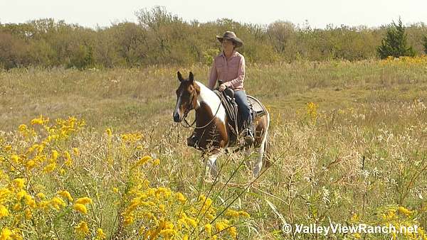 tobiano-jumping-horse