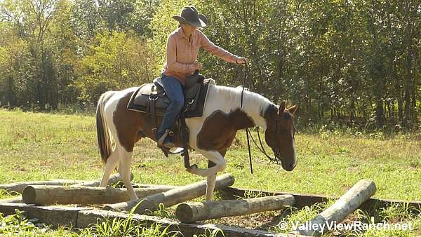 tobiano-paint-gelding
