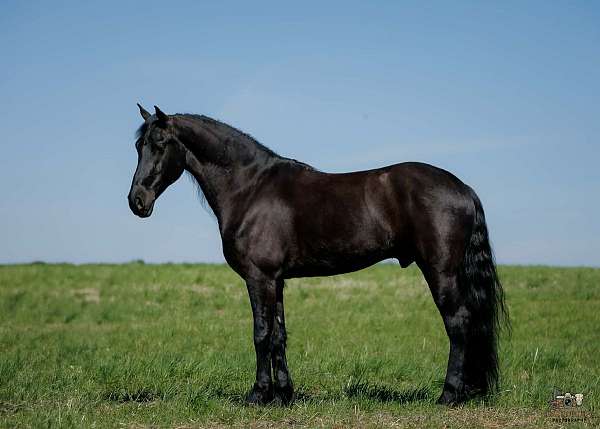 athletic-friesian-horse