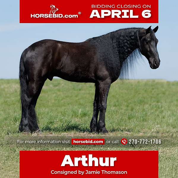 all-around-friesian-horse