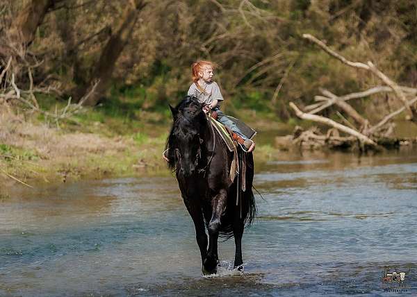 driving-friesian-horse