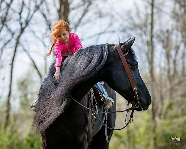 flashy-friesian-horse