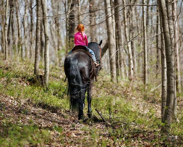 parade-friesian-horse