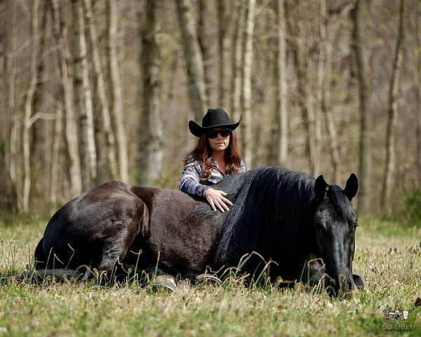 ridden-english-friesian-horse
