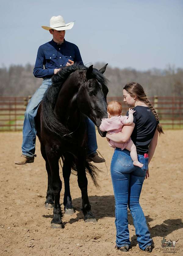 ridden-western-friesian-horse
