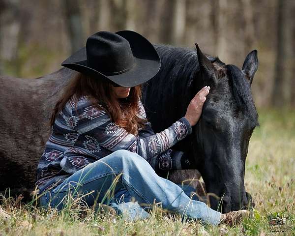 team-driving-friesian-horse