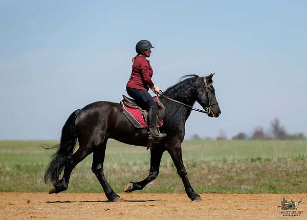 trail-friesian-horse