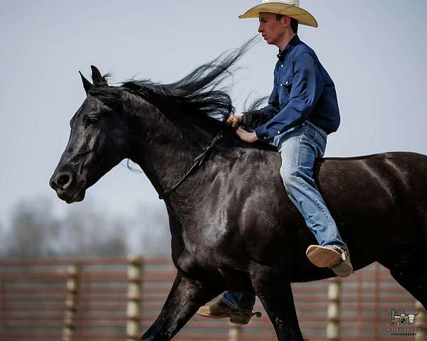 black-friesian-gelding
