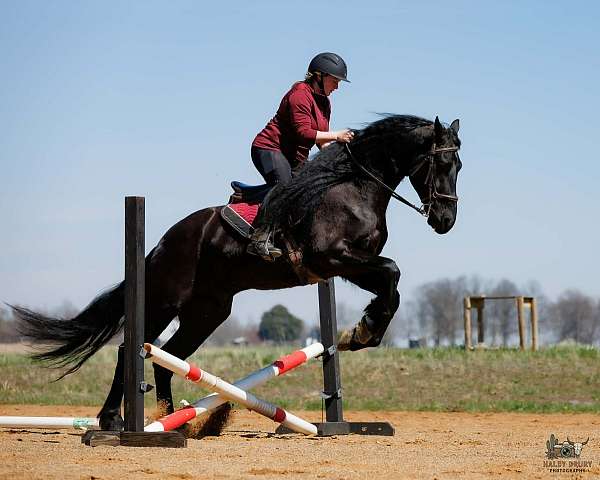 youth-friesian-horse