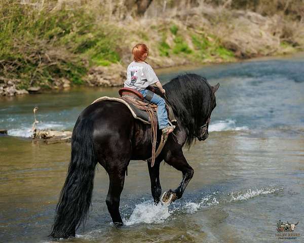 black-all-around-horse