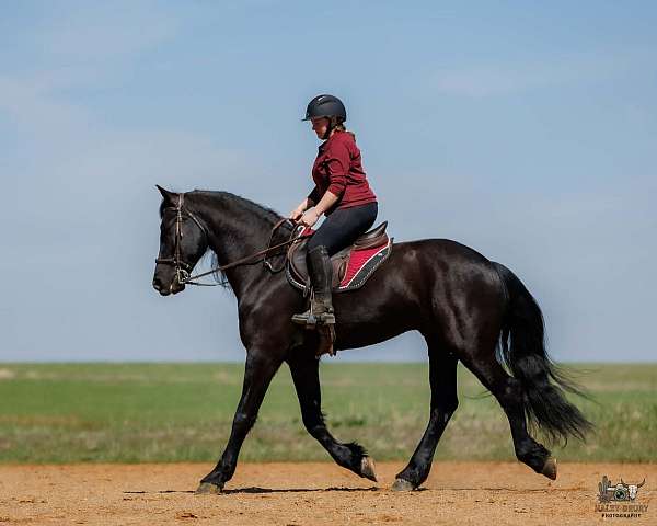 black-driving-horse