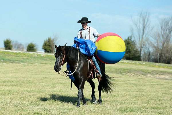 cross-draft-horse