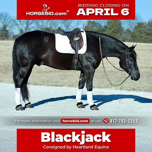 all-around-draft-horse