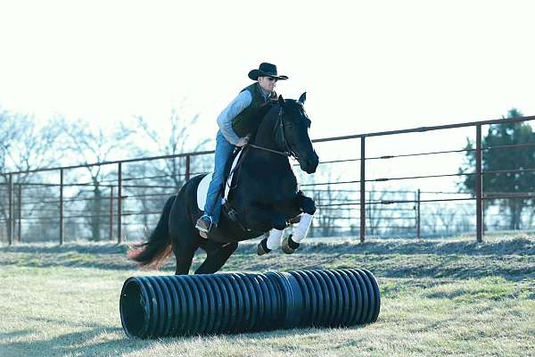 athletic-draft-horse