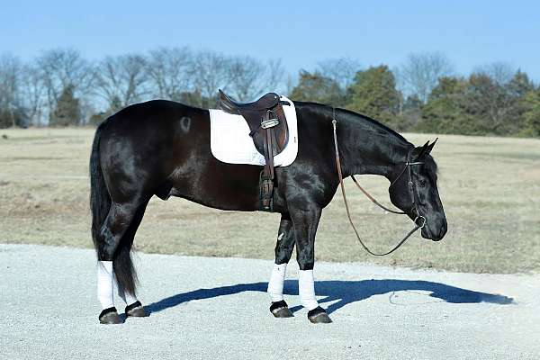 draft-horse