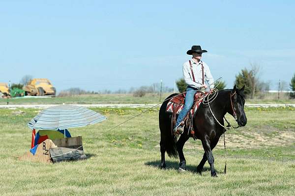 driving-draft-horse