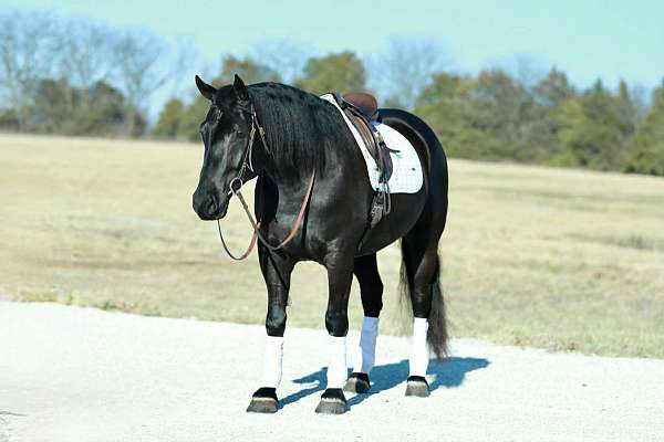 flashy-draft-horse