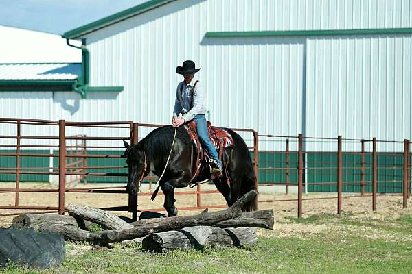 parade-draft-horse