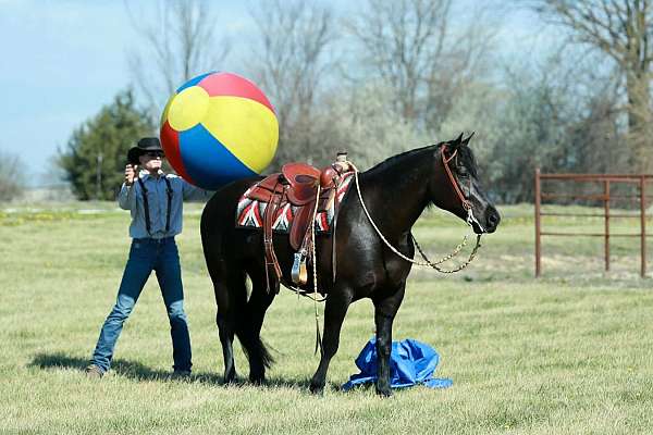 ranch-draft-horse