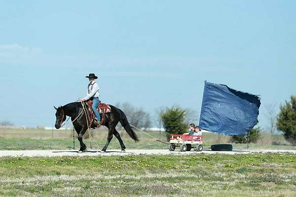 ridden-english-draft-horse