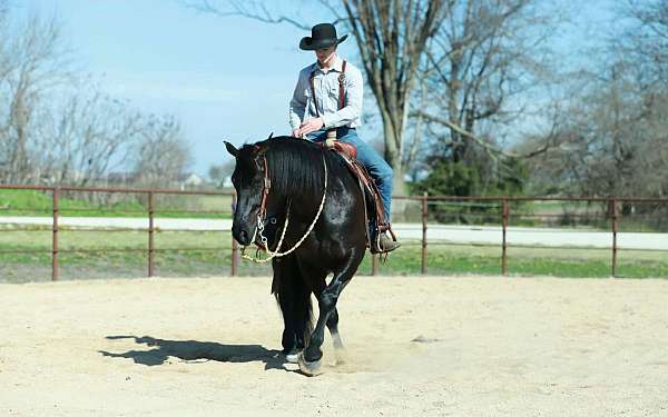 ridden-western-draft-horse