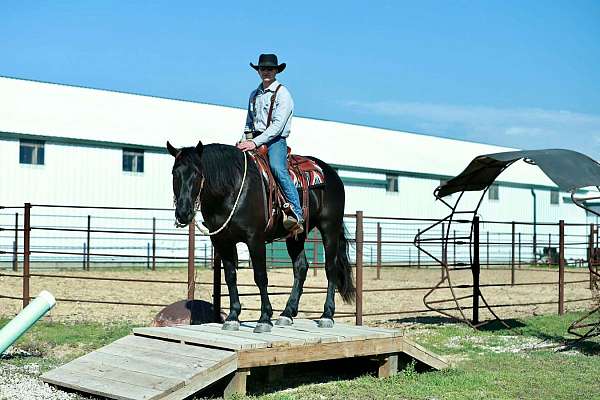 show-draft-horse