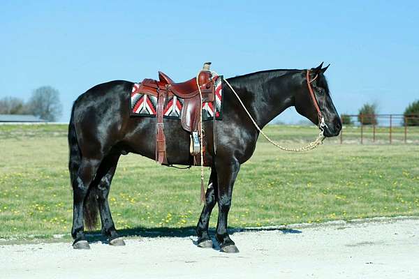trail-draft-horse