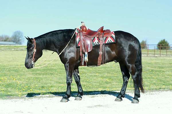 youth-draft-horse