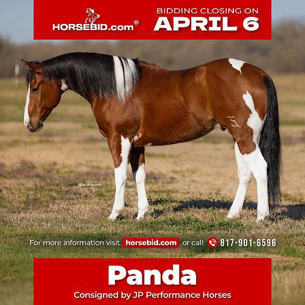 all-around-paint-horse