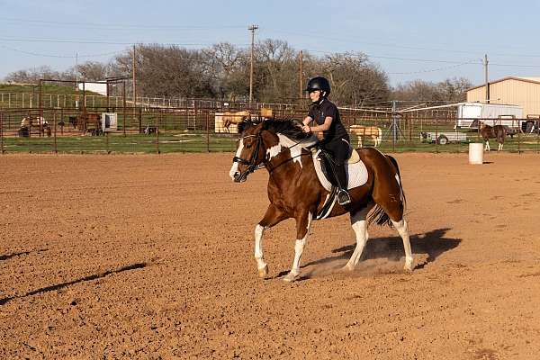 husband-safe-paint-horse