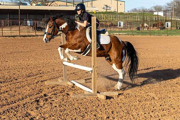 jumping-paint-horse