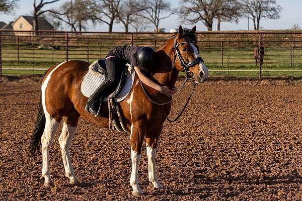 performance-paint-horse