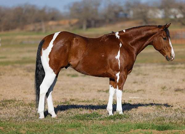 ranch-paint-horse