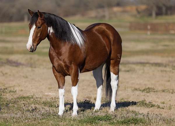 ranch-versatility-paint-horse