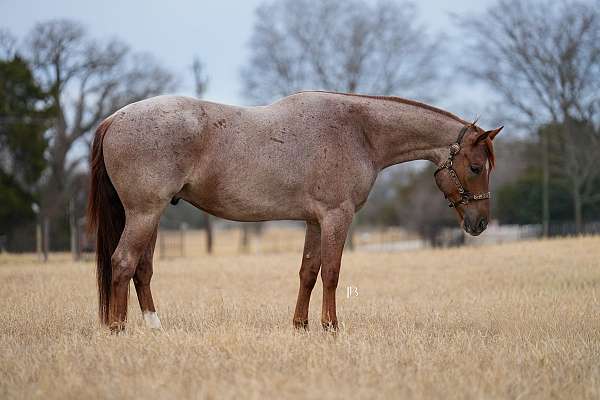 calf-roping-quarter-pony