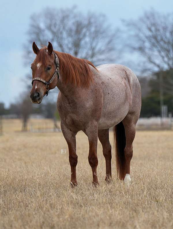 flashy-quarter-pony