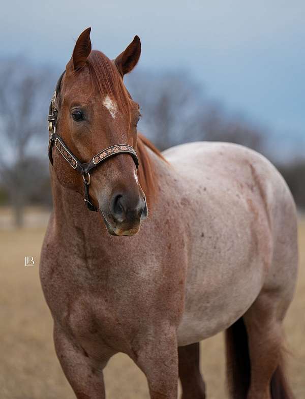 husband-safe-quarter-pony