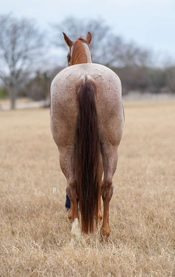 ranch-versatility-quarter-pony