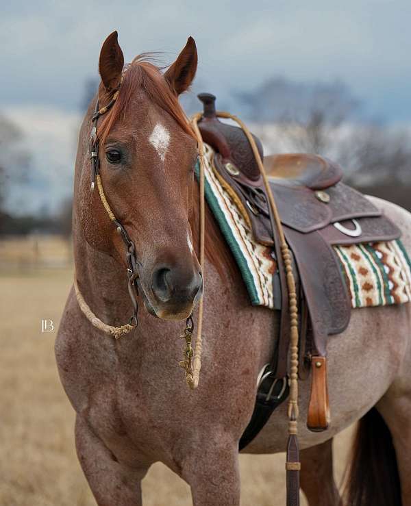 ridden-western-quarter-pony