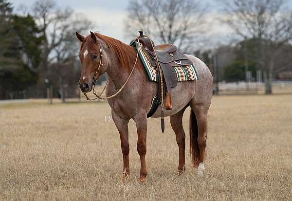 ridden-english-quarter-pony