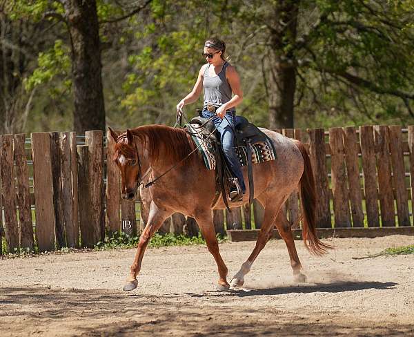 show-quarter-pony
