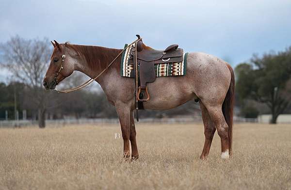 trail-quarter-pony
