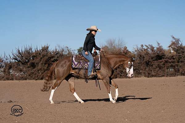 flashy-quarter-pony
