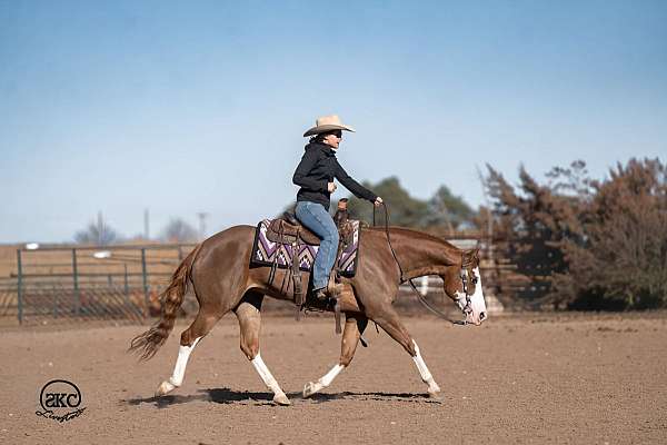 husband-safe-quarter-pony