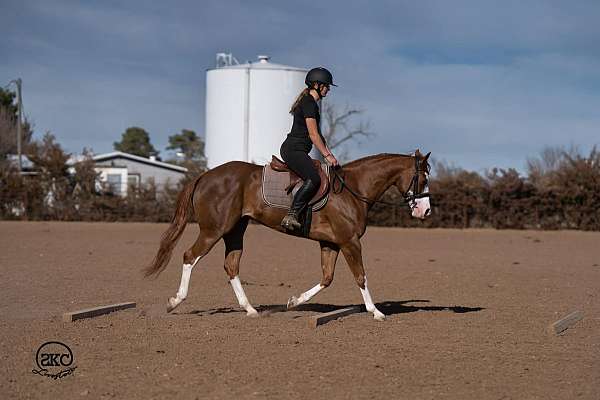 ranch-quarter-pony