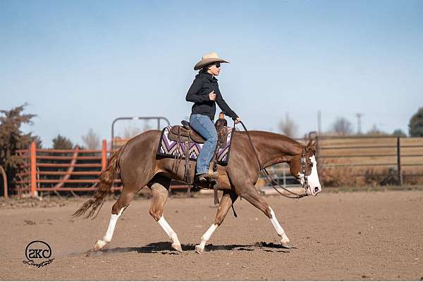 ranch-versatility-quarter-pony